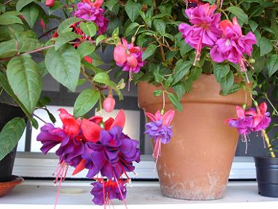 fucsia4.JPG