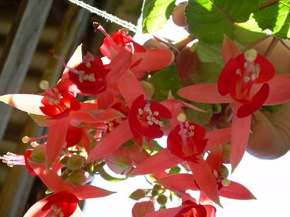 fucsias.JPG