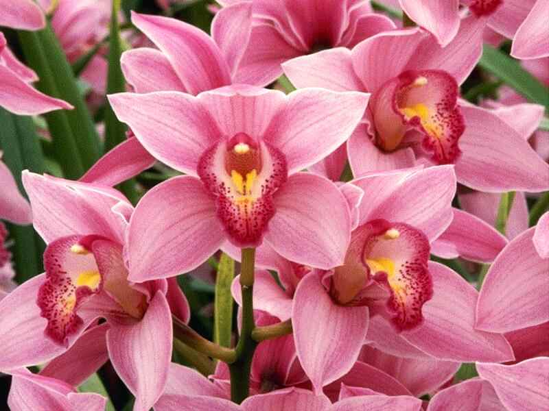 fucsias.jpg