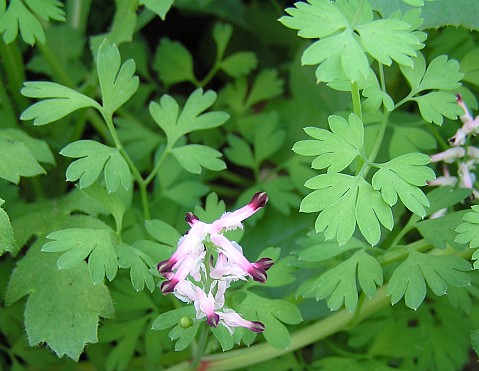 fumaria_muralis.jpg