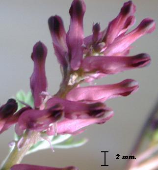 Fumaria_officinalis_flor.jpg