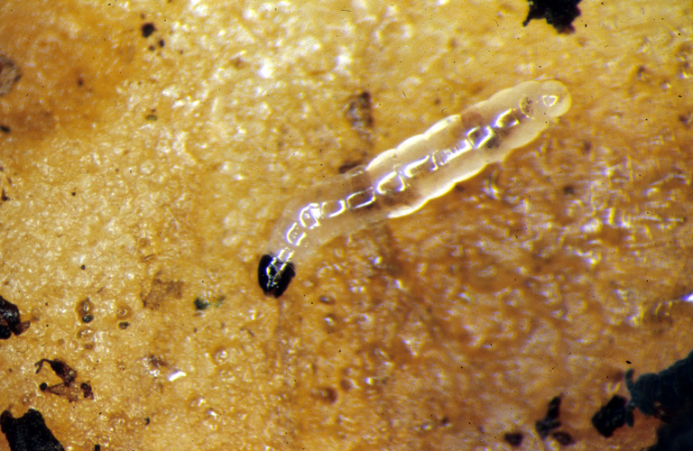 Fungus%20gnat%20larva%20on%20potato%20slice.jpg