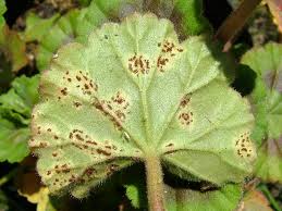 Fungus-Puccinia%20pelargonii-zonalis02-05-07.jpg