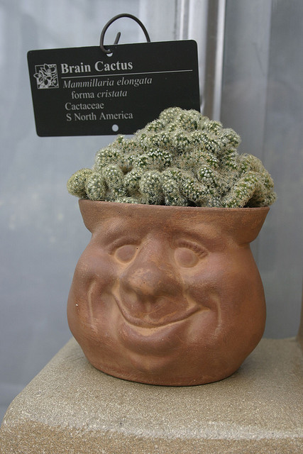 funny-brain-cactus.jpg