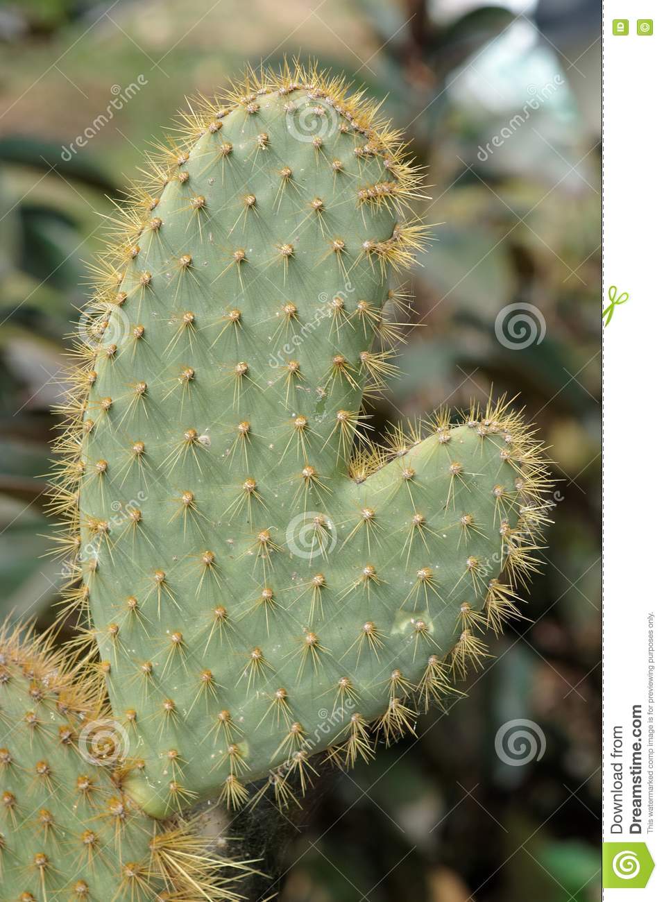 funny-cactus-shape-hand-mitten-19146340.jpg