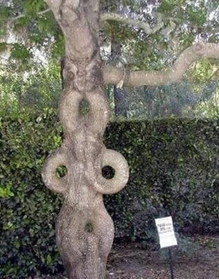 funny+tree+6.jpg