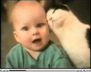 Funny_Cats.jpg