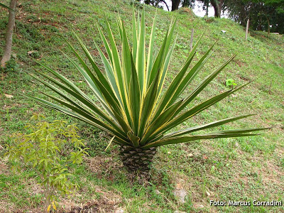 Furcraea+selloa+marginata+(2).jpg