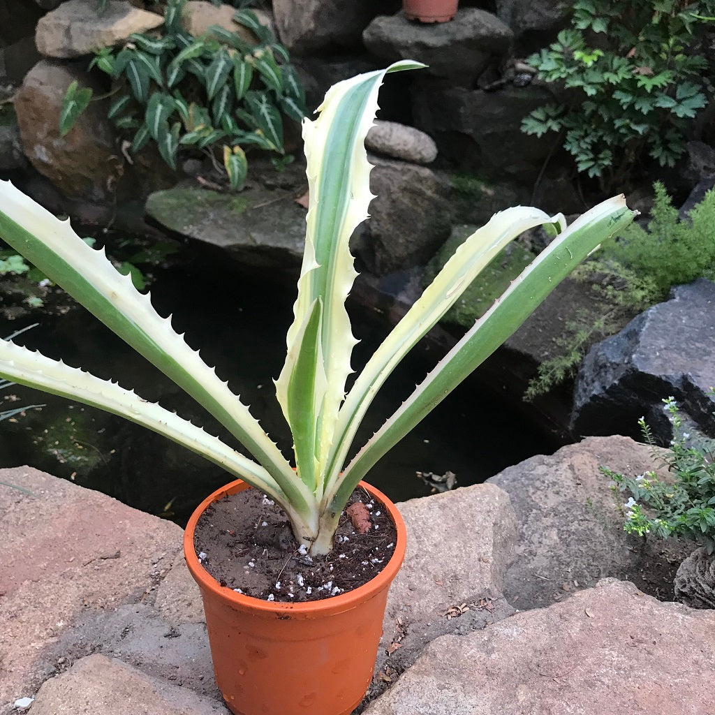 Furcraea_selloa_marginata-1_2048x@2x.JPG