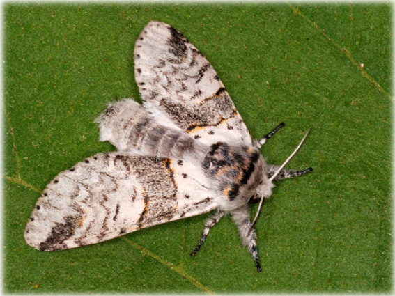 furcula-bifida-6.jpg