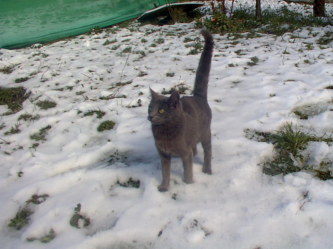 G.Apasho%20de%20nieve.jpg