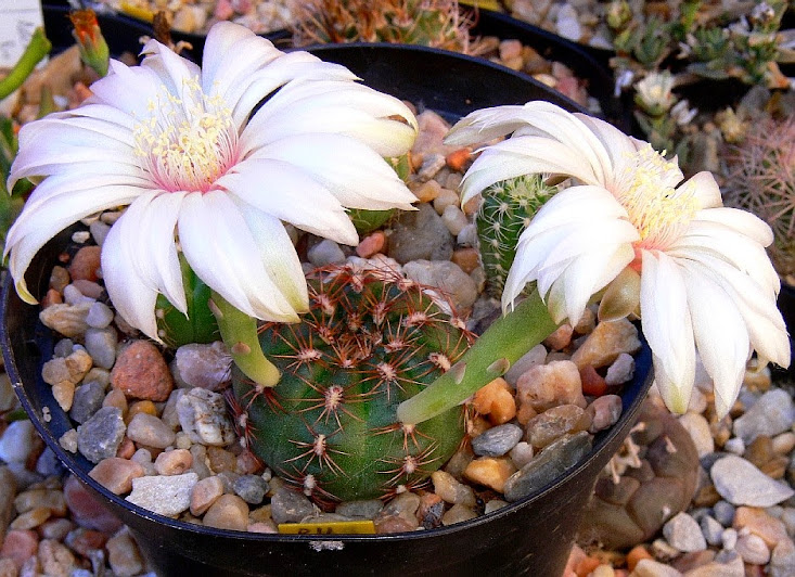 G.mesopotamicum.jpg