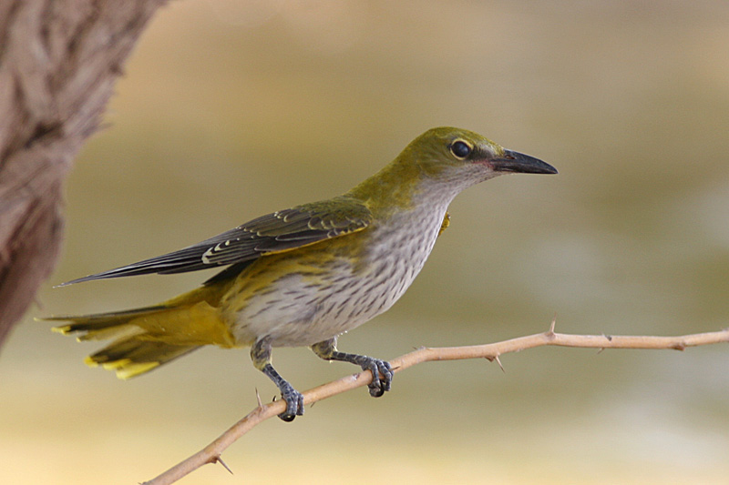 G-Oriole_J1.jpg