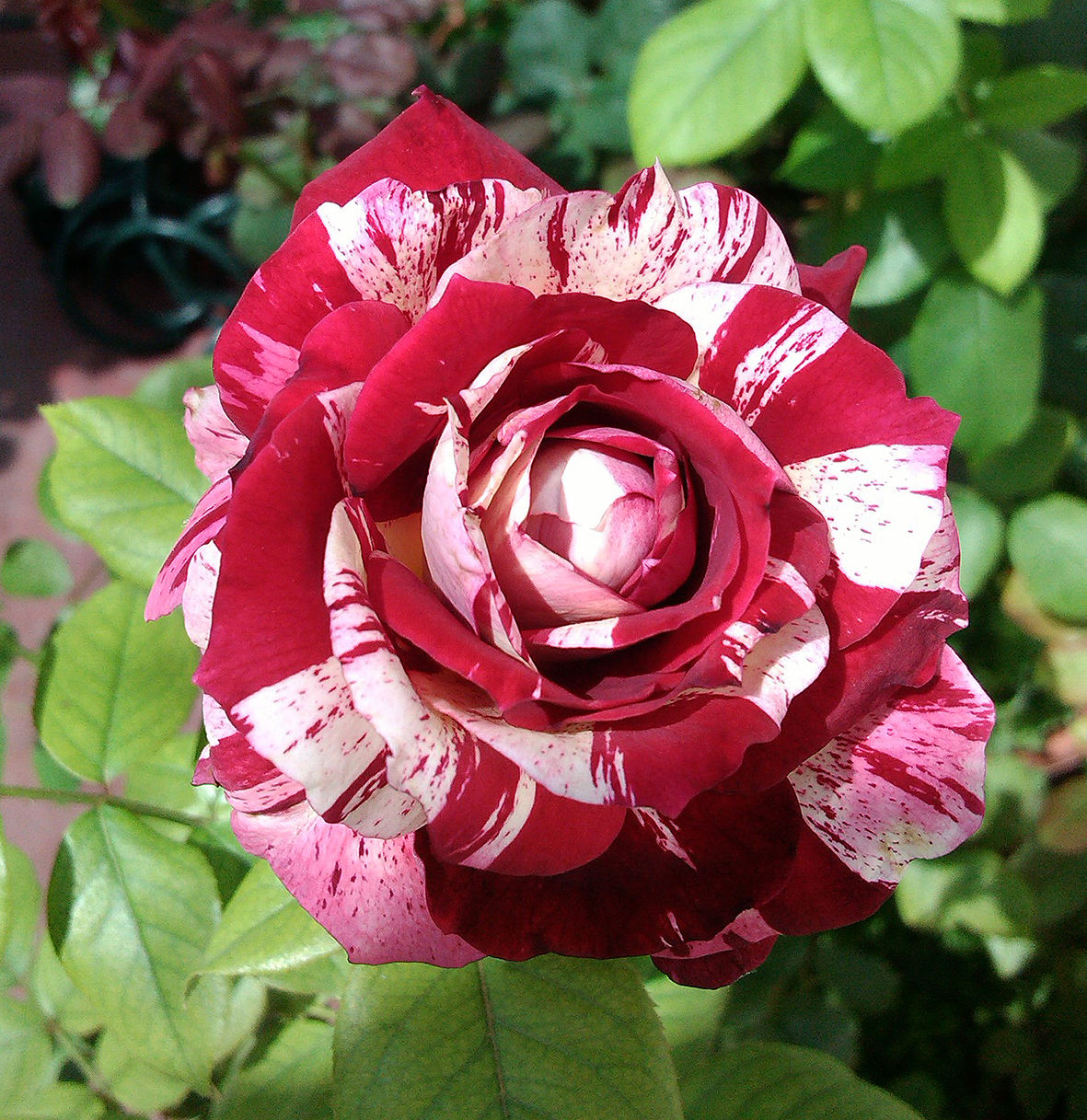 g666890yy.jpg