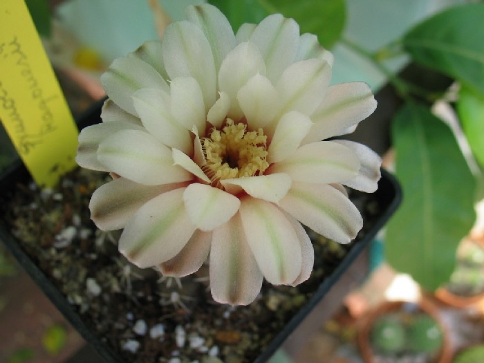 G_ragonesii.JPG