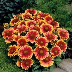 gaillardia-arizona-sun-perennial-flowers-from-seeds.jpg