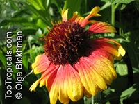 Gaillardia_grandiflora805_028OlgaBs.jpg
