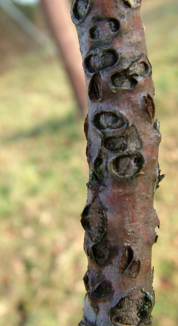 gaixotasuna 010'.JPG