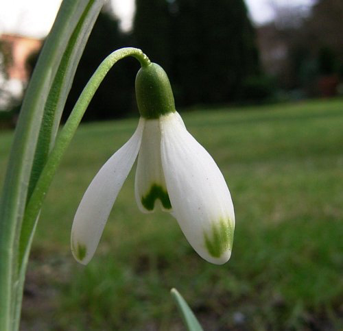 galanthus_nivale_viridapicis.jpg