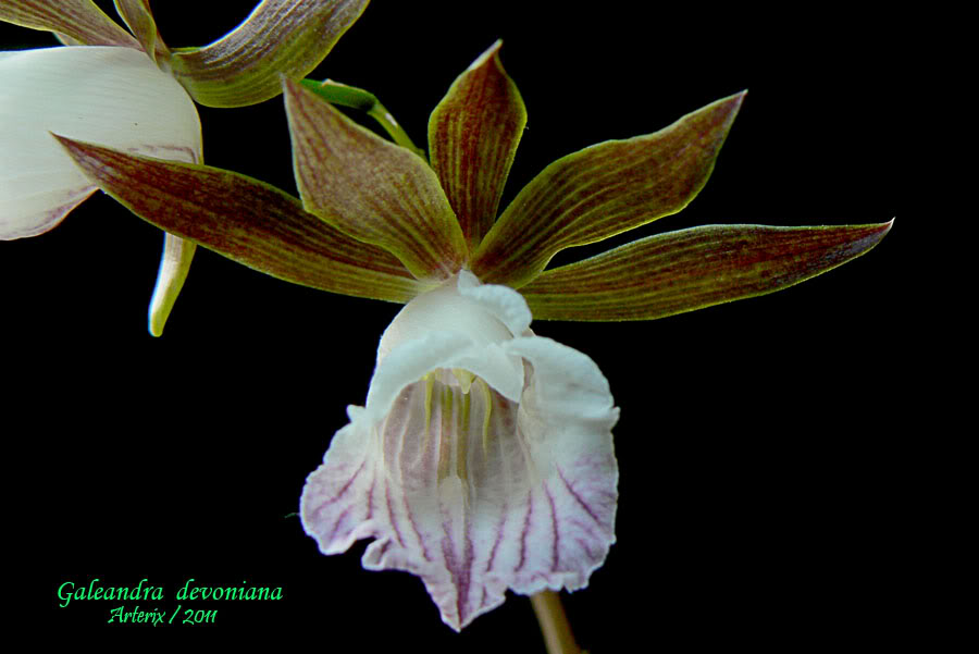 Galeandra_devoniana_002.jpg