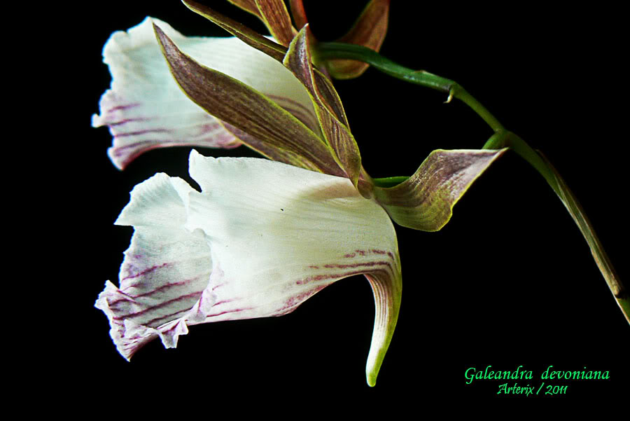 Galeandra_devoniana_003.jpg