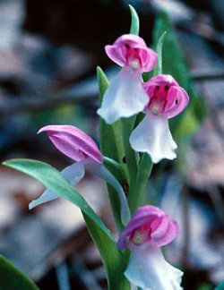 galearis_spectabilis3.jpg