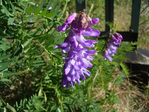 galega_officinalis.jpg