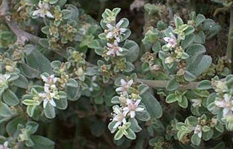 galeniapubescens.jpg