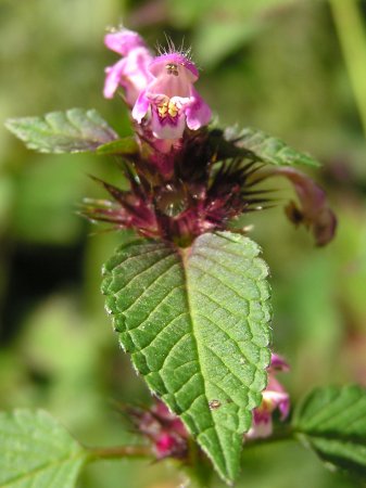 galeopsis%20pirinenca%2001.jpg