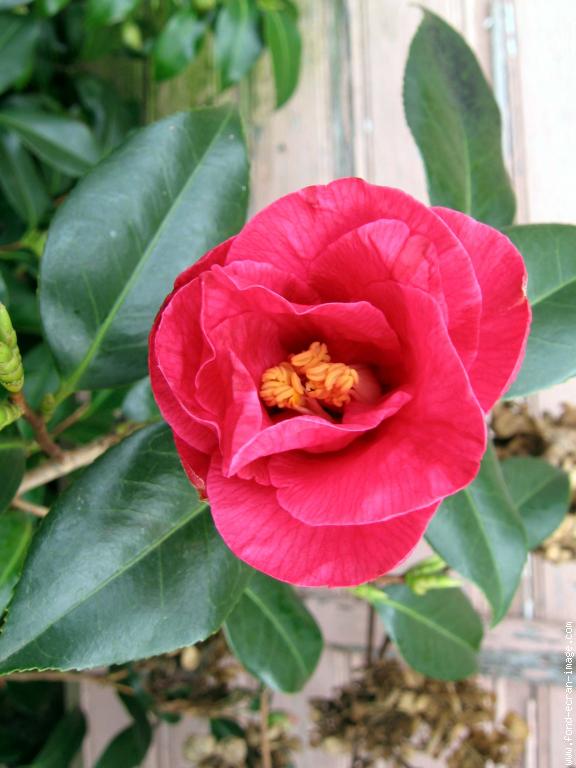 galerie-membre,fleur-camelia,camelia-265.jpg