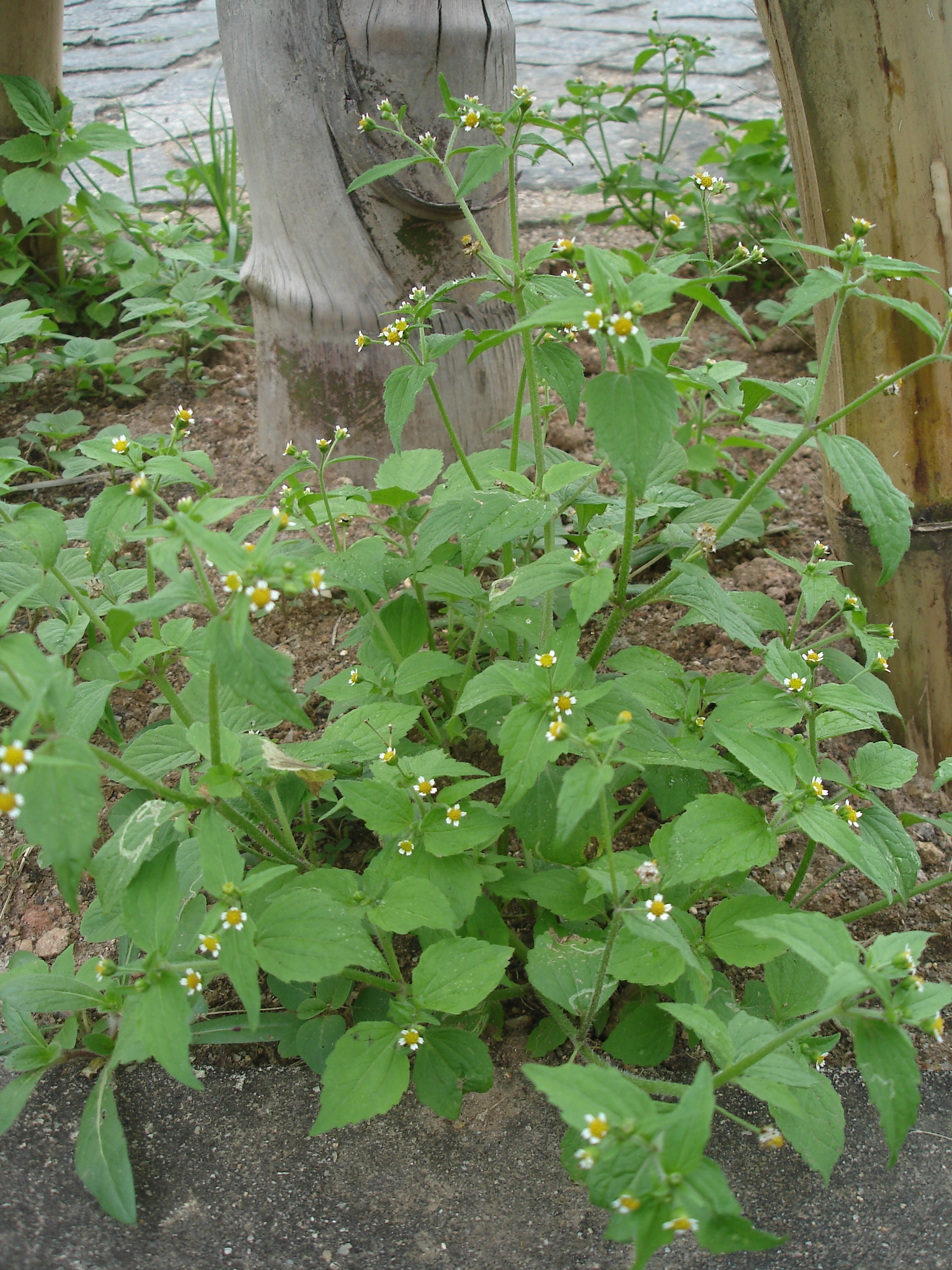 Galinsoga_parviflora-1.jpg
