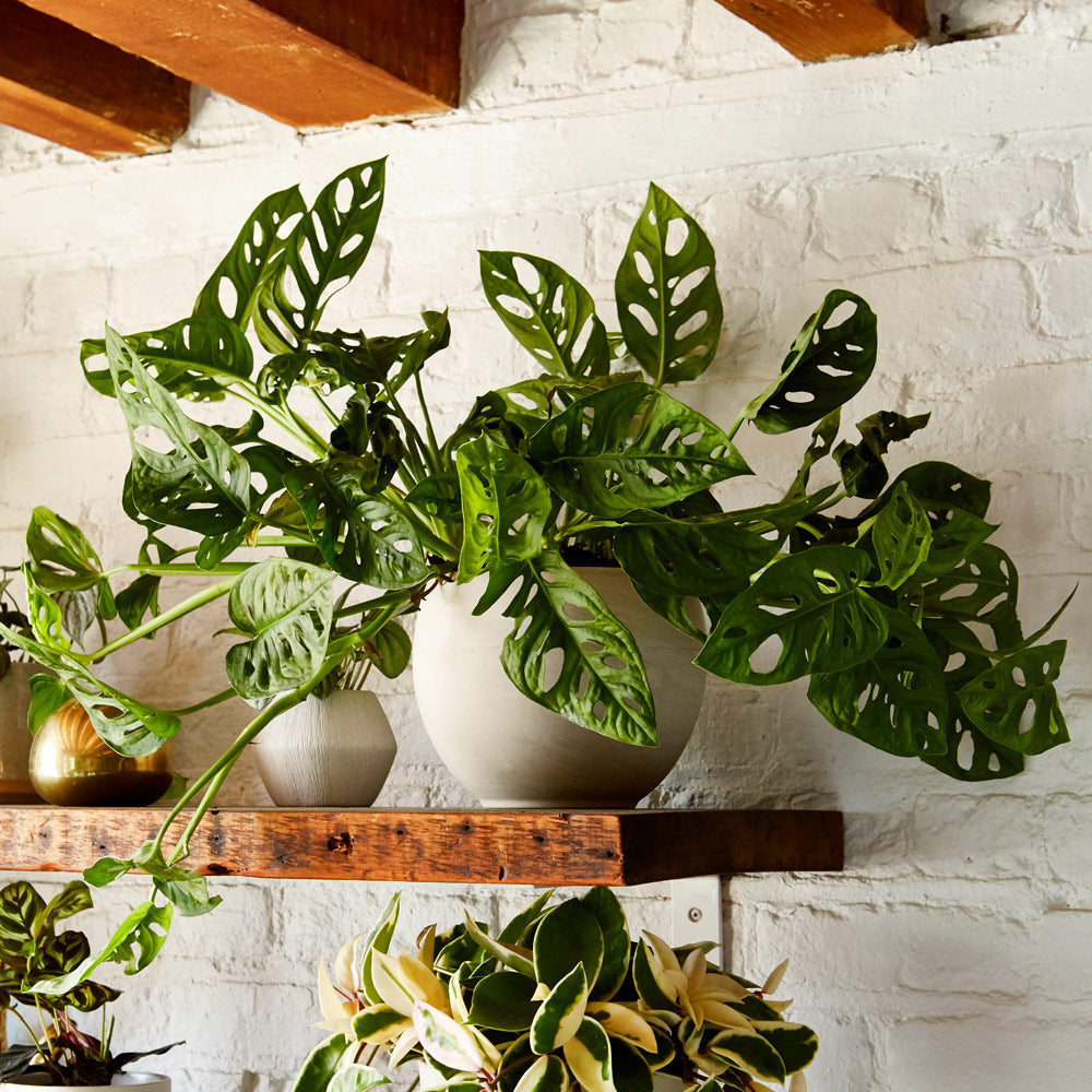 gallery_secondary_monstera-adansonii-wood_shelf_03.jpg