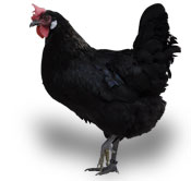 GALLINA.jpg