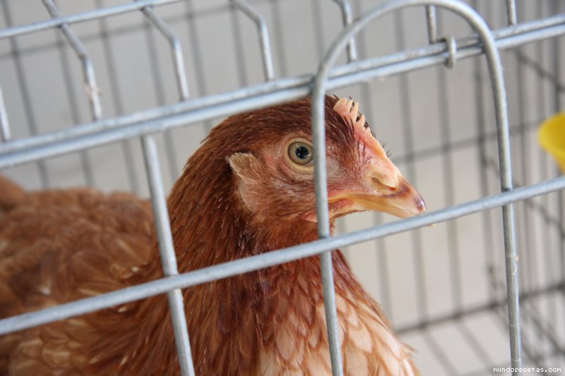 gallina.jpg