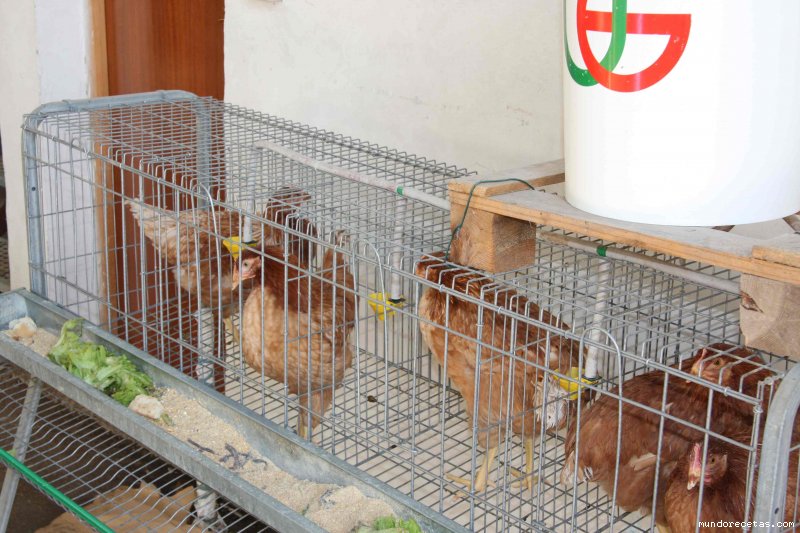 gallinas.jpg