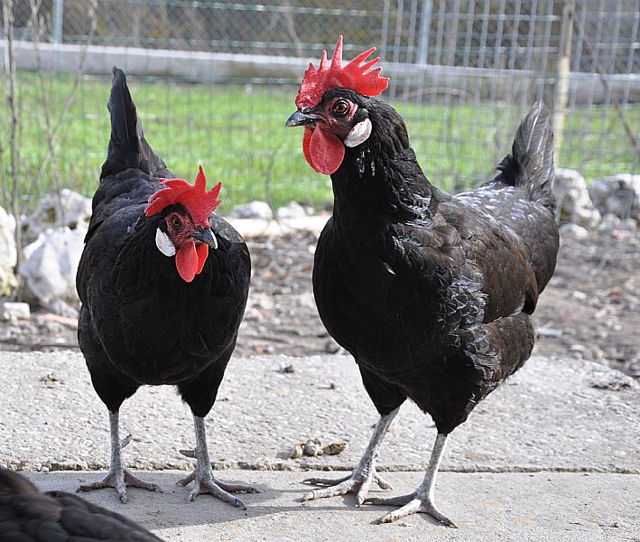 GALLINAS.JPG