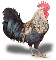 GALLO.jpg