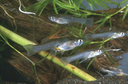gambusia.jpg