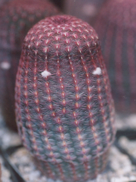 gar-4706.jpg