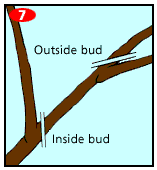 gar0125_treesprune7.gif