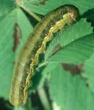 gardama-spodoptera-exigua.jpg
