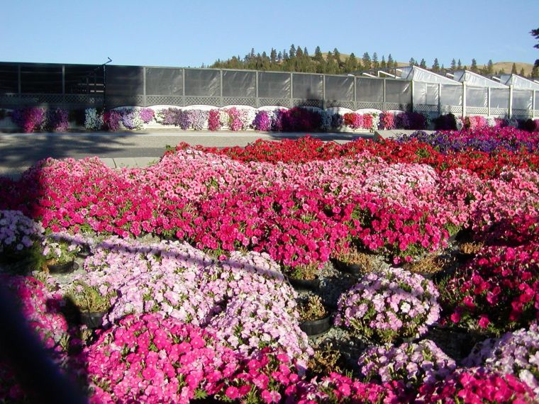 garden-de-petunias.jpg