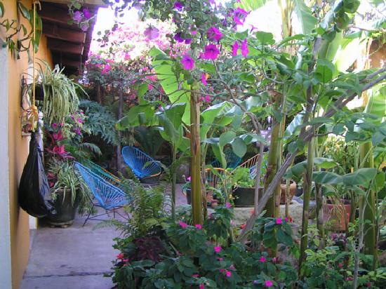 garden.jpg
