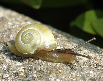garden-snail.jpg