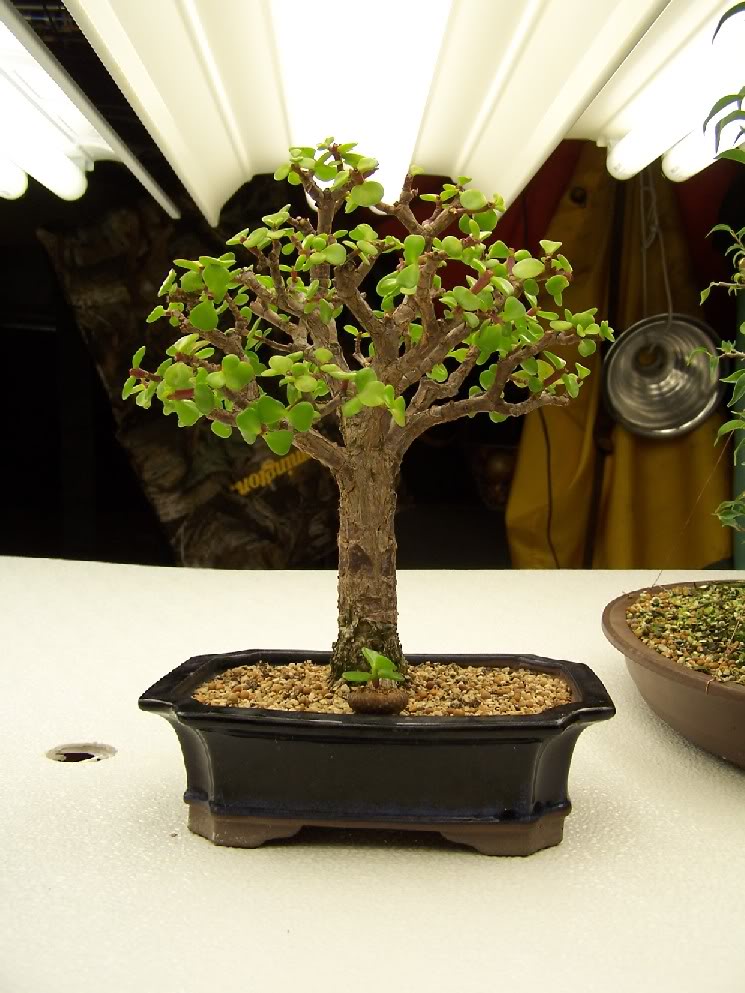 GardenAug1048.jpg