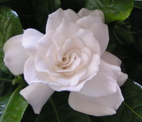 Gardenia%2012.JPG