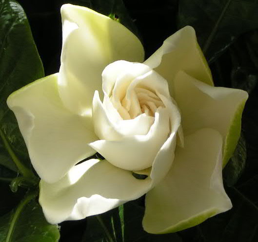 Gardenia%2013.JPG