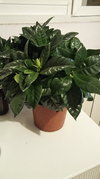 Gardenia%252027-07-14.jpg