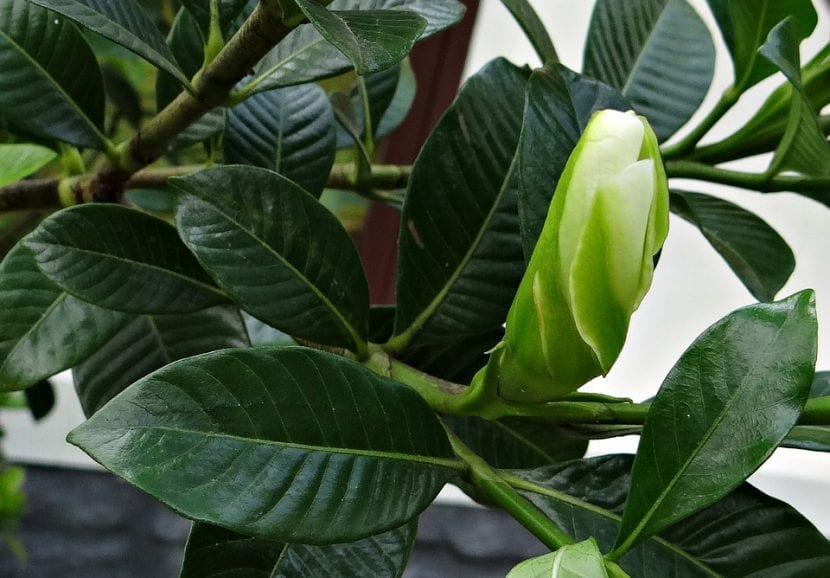 gardenia-hojas-830x578.jpg