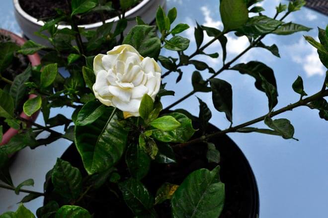 gardenia-jasminoides.jpg